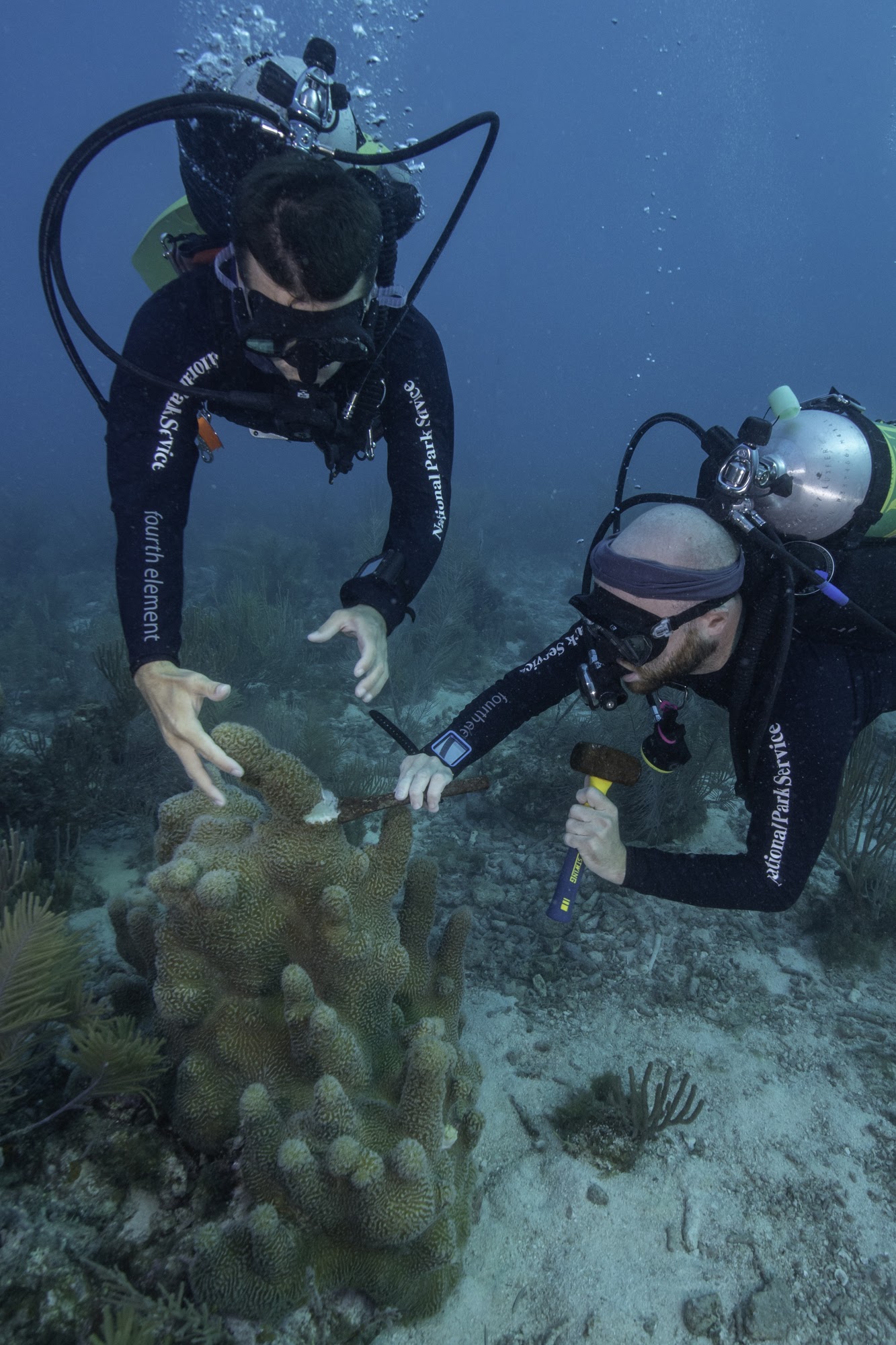 two divers carefully remove a fragment of a coral