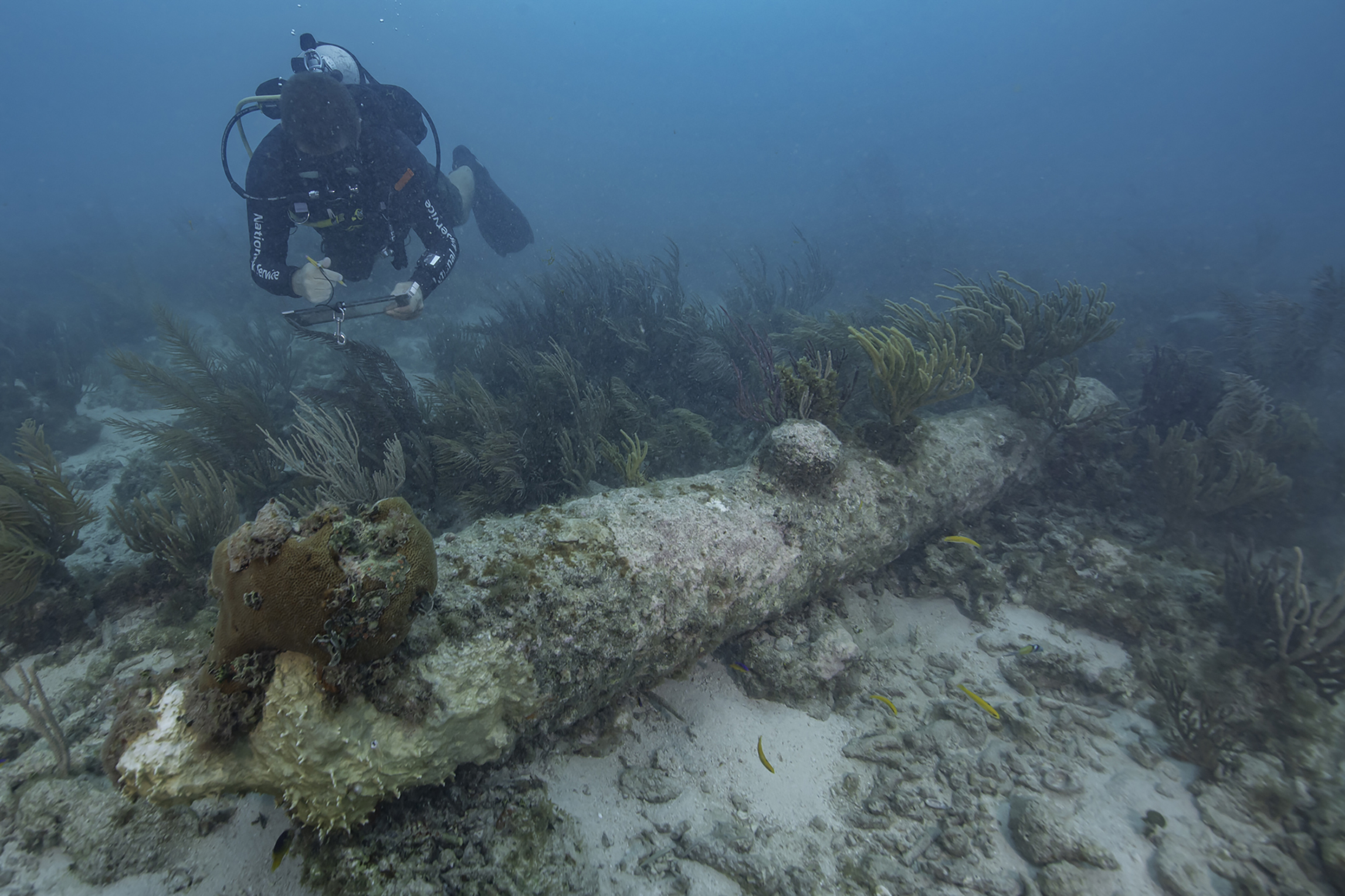 A diver with a clipboard hovers underwater above a coral encrusted cannon resting on the sandy ocean floor.