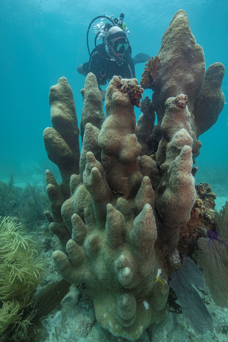 a diver swims next to pillar coral