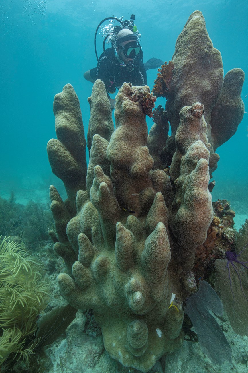 DRTO_MagicCastles_210804-026 (1) a diver swims next to pillar coral