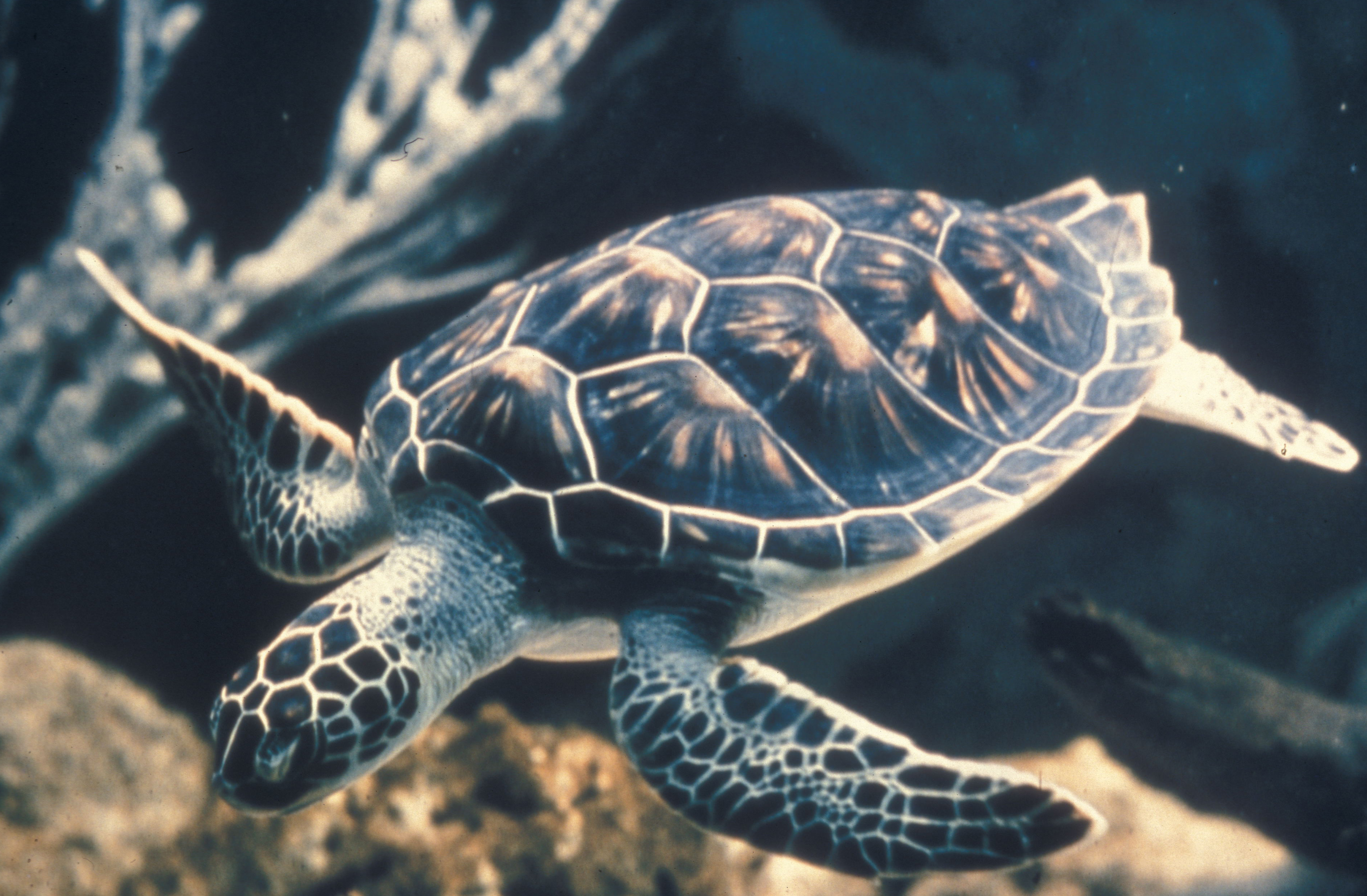 Sea Turtle