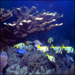 Coral reefs provide habitat for many species of marine life