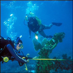 Park biologists measuring coral.
