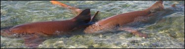 headernursesharks
