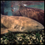 Nurse shark