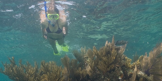 Snorkeling in the Dry Tortugas Snorkeling in the Dry Tortugas
