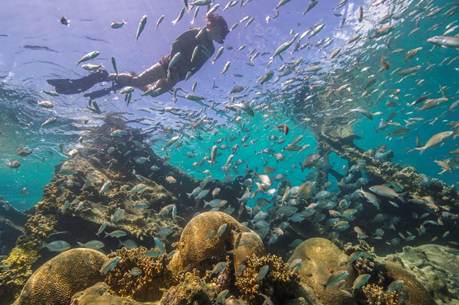 Snorkeler can be seen from above, observing vibrant marine life and corals
