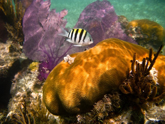 A yellow and black striped fish swimming around corals