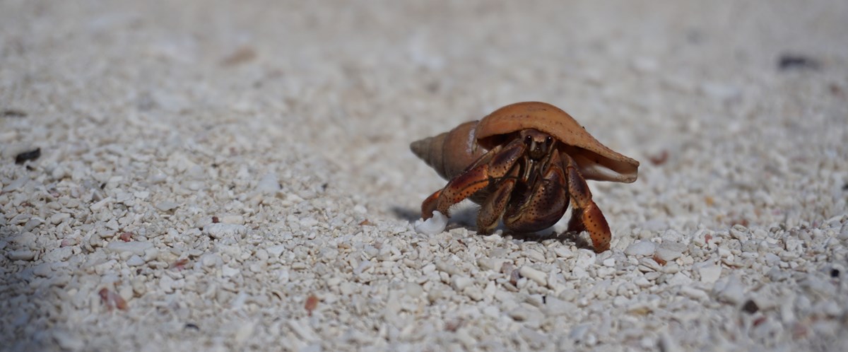 A small red crab with a shell on its back, walking on sand
