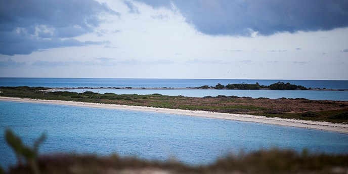 Bush Key Bush Key