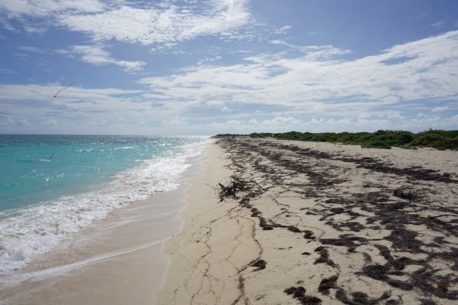 A sandy beach surrounded by vegetation and blue, turbulent water