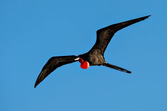 A large black bird in flight with a red pouch on its neck