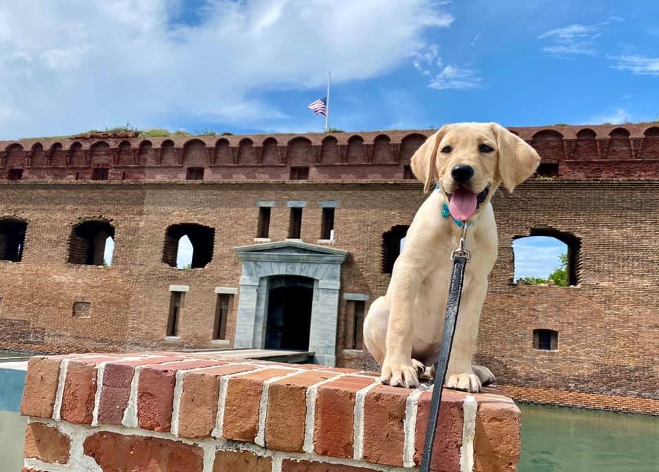 a dog sitting on Fort Jefferson off leash