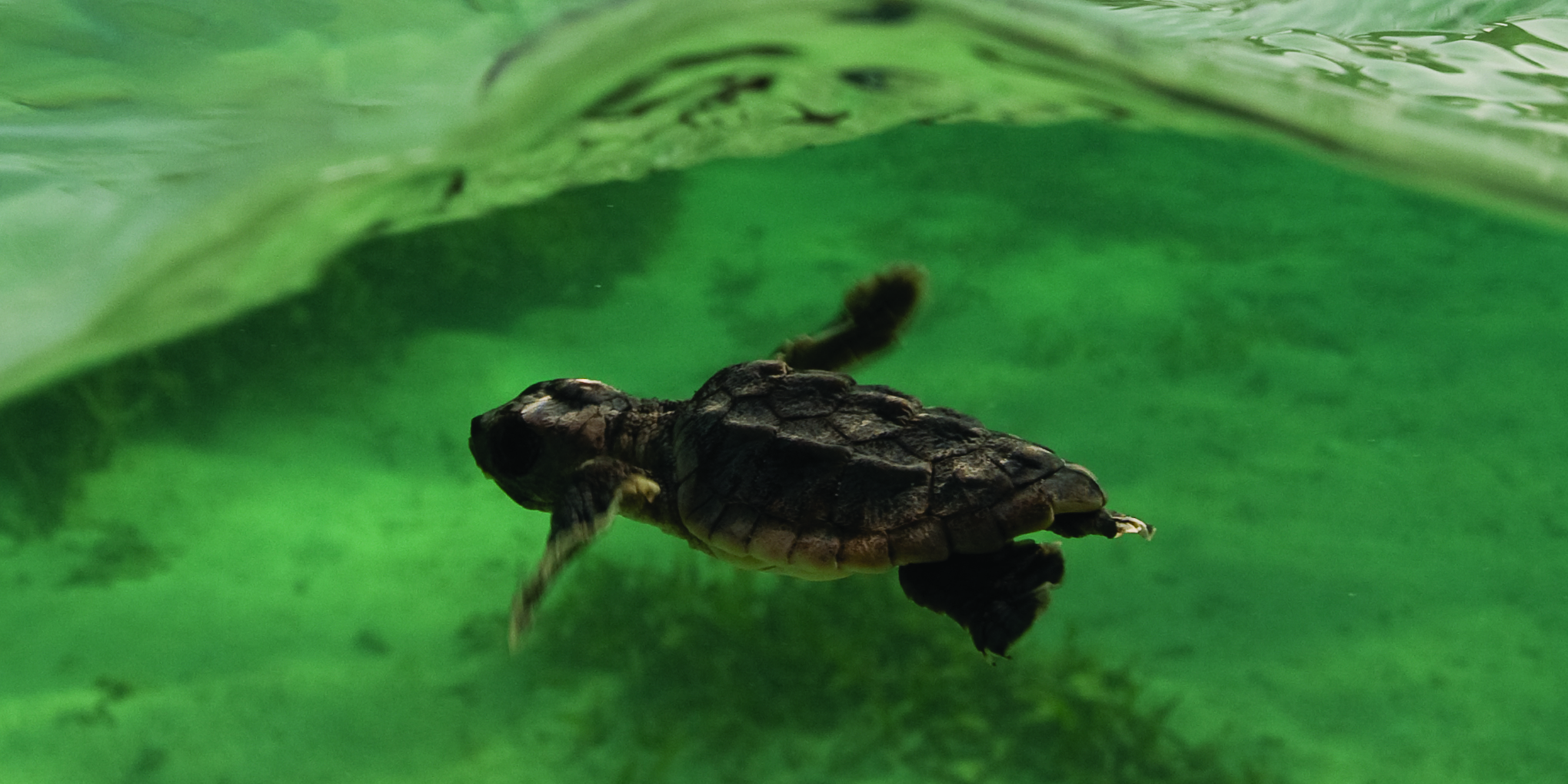 Wildlife Viewing - Dry Tortugas National Park (U.S. National Park Service)