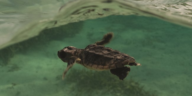 Sea Turtle swimming underwater