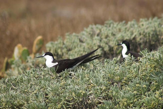 2 small black and white birds resting on green vegetation