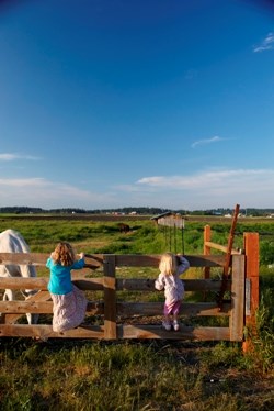 Children standing on wood fence looking at horse in field. Children standing on wood fence looking at horse in field.