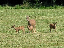 Deer triplettes with doe
