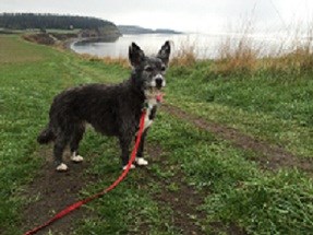 Poppy on the Bluff Trail