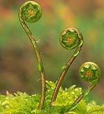 Fiddleheads
