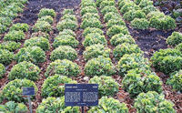 Endives