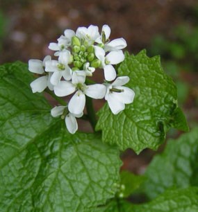 Garlic mustard flower