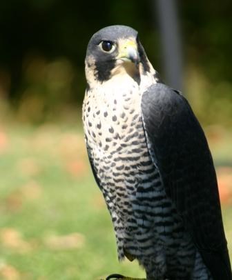 Peregrine Falcon Peregrine Falcon