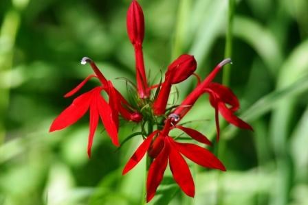 cardinal flower cardinal flower