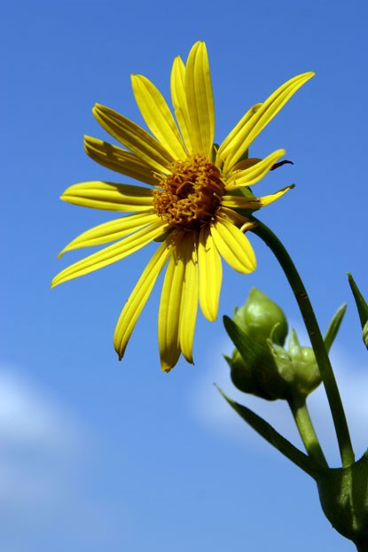 Prairie plant