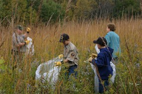 Restored Tallgrass Prairie