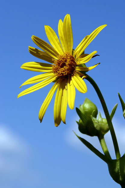 Prairie plant