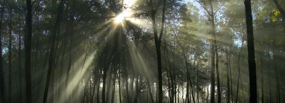 Sunrise in the Upland Forest at Effigy Mounds.
