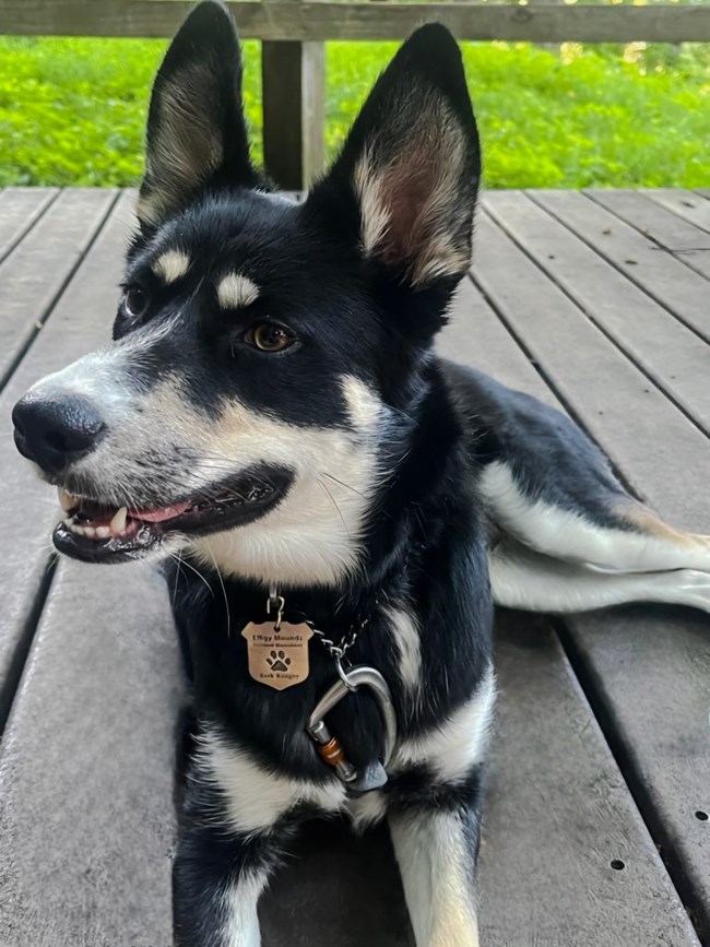 Black and brown dog lying down wearing a BARK Ranger dog tag