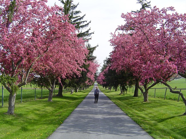 A park ranger walks down a paved road surrounded by trees