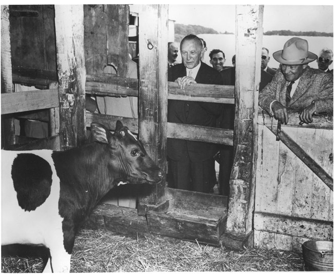 Konrad Adenauer and Dwight Eisenhower lean on a gate at a barn and watch a young cow