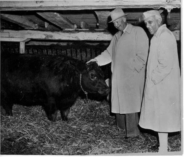 Dwight Eisenhower and Prime Minister Nehru, wearing long coats, stand in a barn, smiling, while examining an angus cattle