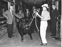 Eisenhower and President Mateos inspecting prize winning cattle. Eisenhower and President Mateos inspecting prize winning cattle.