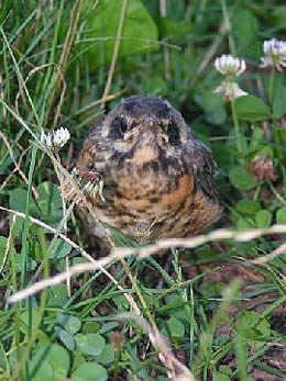 A fledgling American robin A fledgling American robin