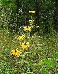 Black-eyed susan in the grasslands of Eisenhower National Historic Site. Black-eyed susan in the grasslands of Eisenhower National Historic Site.