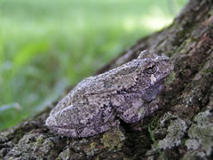 grey treefrog grey treefrog