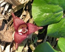 Wild ginger blooming in the forest adjacent to Marsh Creek. Wild ginger blooming in the forest adjacent to Marsh Creek.