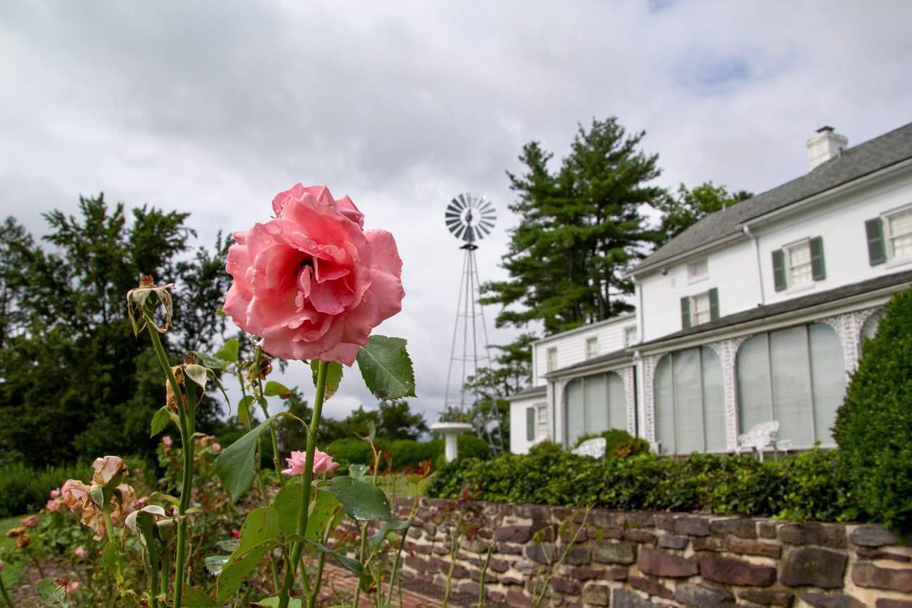 A pink rose with the white brick Eisenhower home in the background