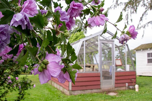 Purple flowers with a greenhouse behind them.