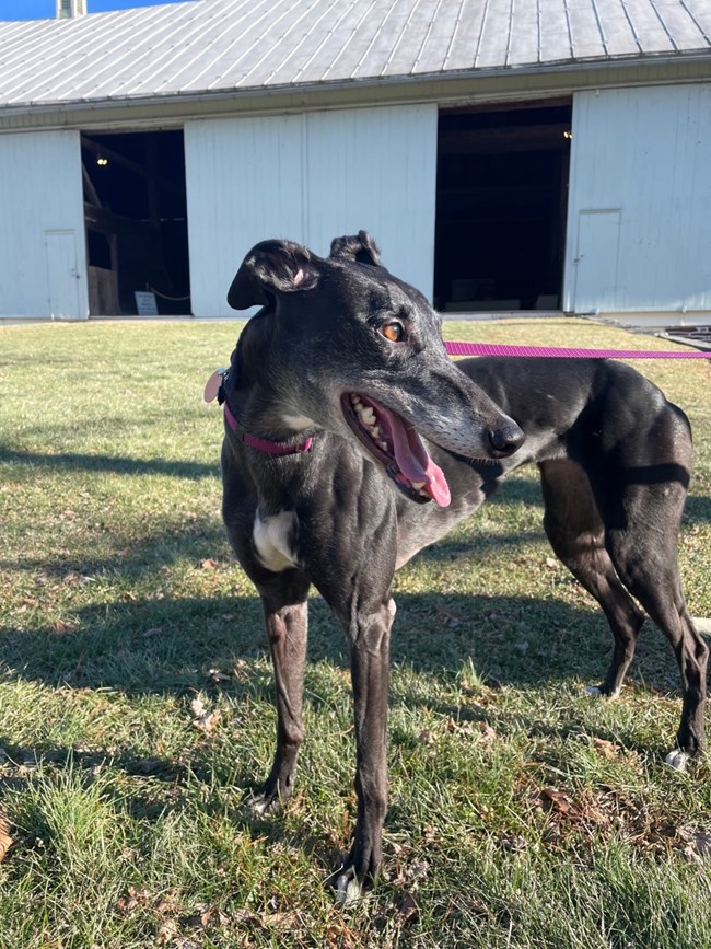 A color image of a greyhound dog standing in front of a green barn