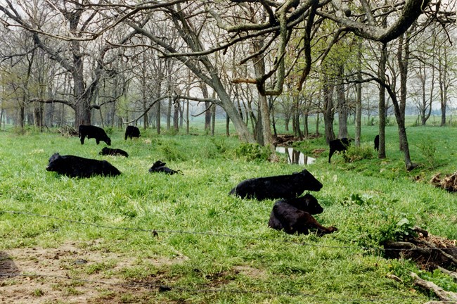 Cattle grazing on the Eisenhower farm. Cattle grazing on the Eisenhower farm.