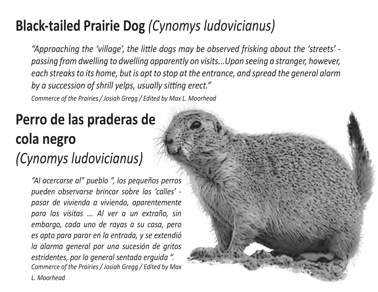 Black tailed Prairie Dog Quote Black tailed Prairie Dog on a 10 by 8 inches metal wayside