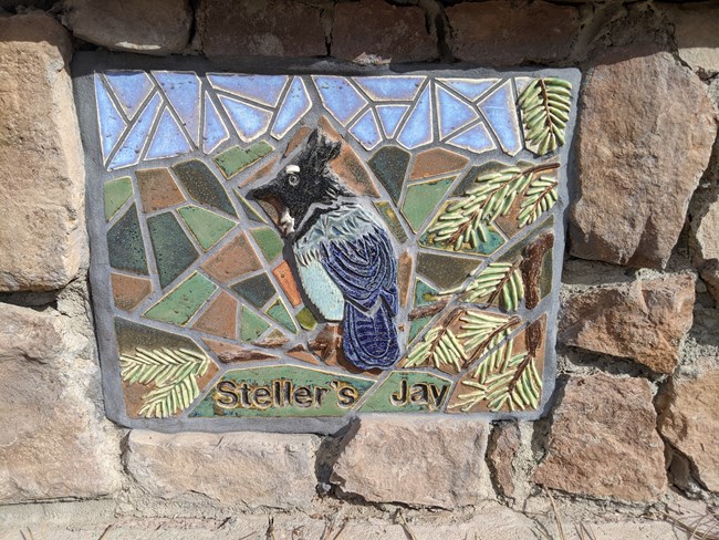 ELCA Mosaic Steller's Jay ELCA Mosaic Steller's Jay