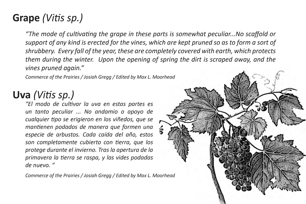 Grape Vine Quote Image of a bunch of grapes and leaves. Image is on a 10 by 8 in metal exhibit sign. Giclee printed aluminum markers staked into ground along upper sidewalk (high road) next to the school and playground.