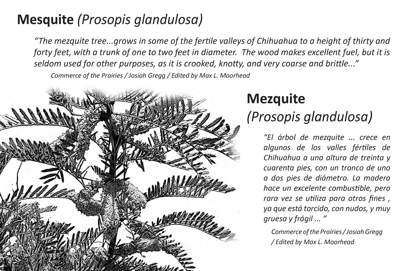 Quote about Mesquite tree on a 10 by 8 metal wayside exhibit