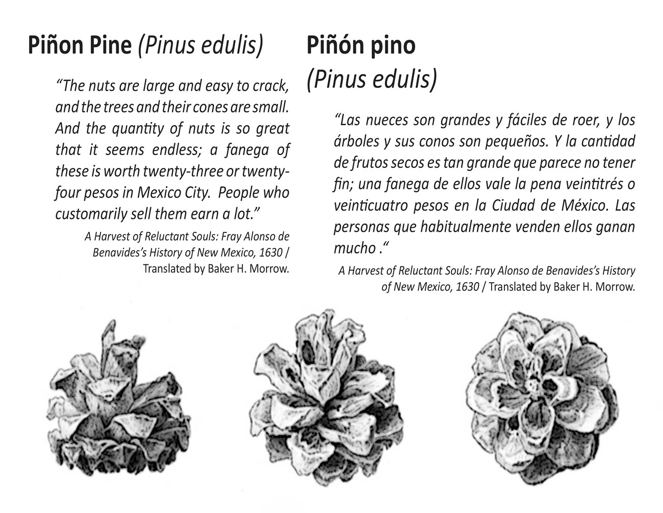 Pinon Pine Quote Martineztown 10 inches by 8 inches metal exhibit sign. Giclee printed aluminum markers staked into ground along upper sidewalk (high road) next to school and playground. Image on bottom of three Pinon Pine cones. Text in English above.